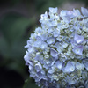 紫陽花　梅雨入り