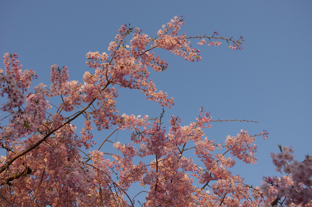 桜色