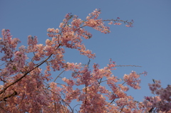 桜色