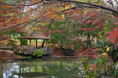 京都植物園　2015秋 (5)