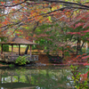 京都植物園　2015秋 (5)