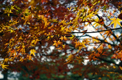 今年最後の紅葉散策　平等院 (3)