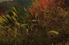 高雄　紅葉（7）