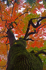 京都植物園　2015秋 (12)