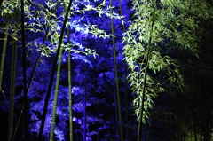 竹林 (1)