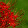 曼珠沙華(2)
