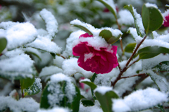 雪に咲く