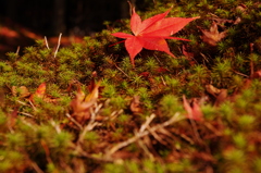 紅葉 (7)
