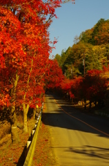 高雄　紅葉（2）