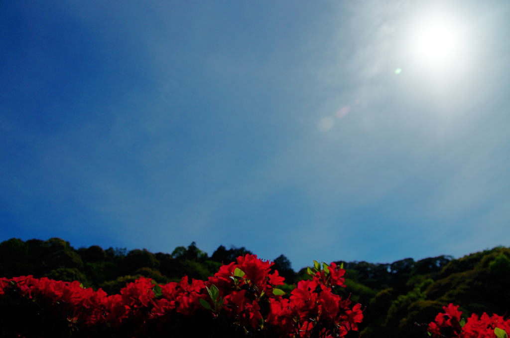 蹴上 つつじ 太陽に向かって