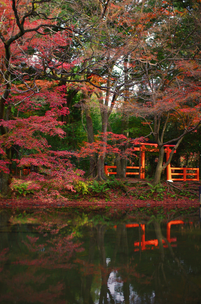 京都植物園　2015秋 (4)