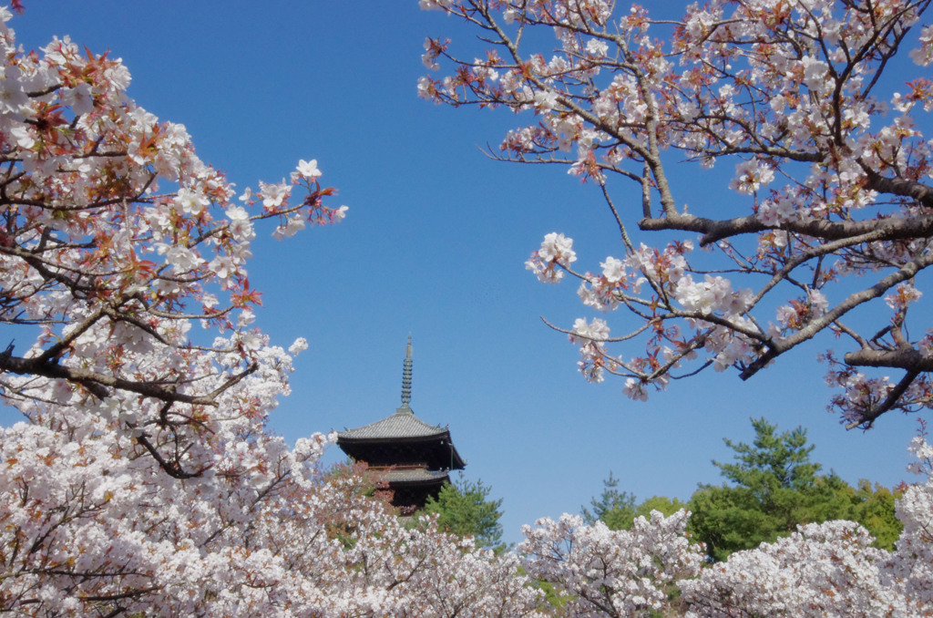 春、真っ盛り。仁和寺 (8)