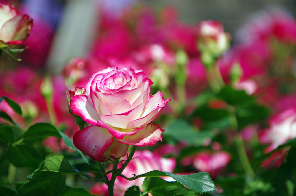薔薇 (3)