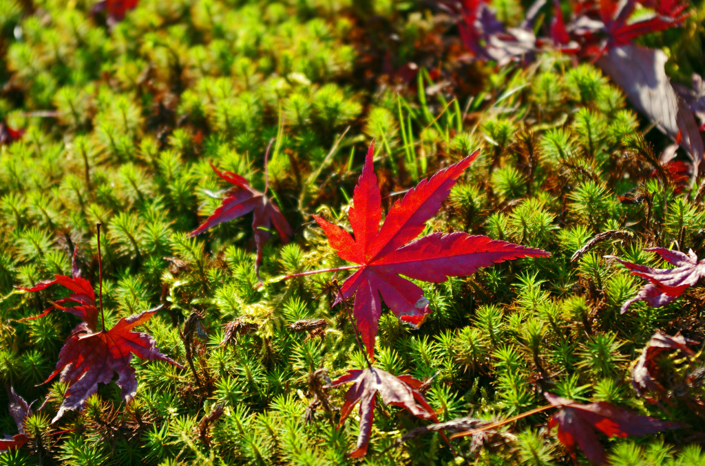 今年最後の紅葉散策　平等院 (4)