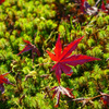 今年最後の紅葉散策　平等院 (4)