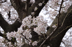 春、嵐山散歩 (1)