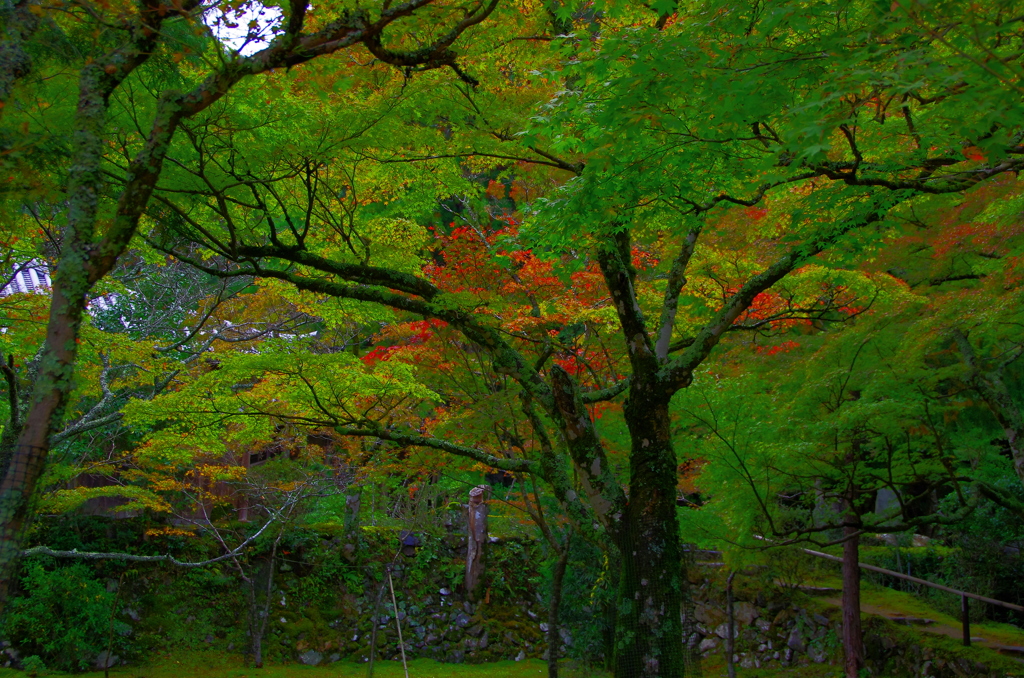 紅に成りきれず…