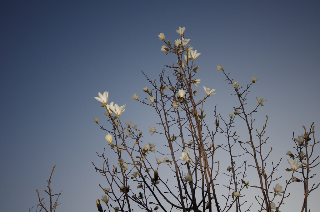 なんの花？