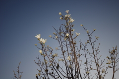 なんの花？