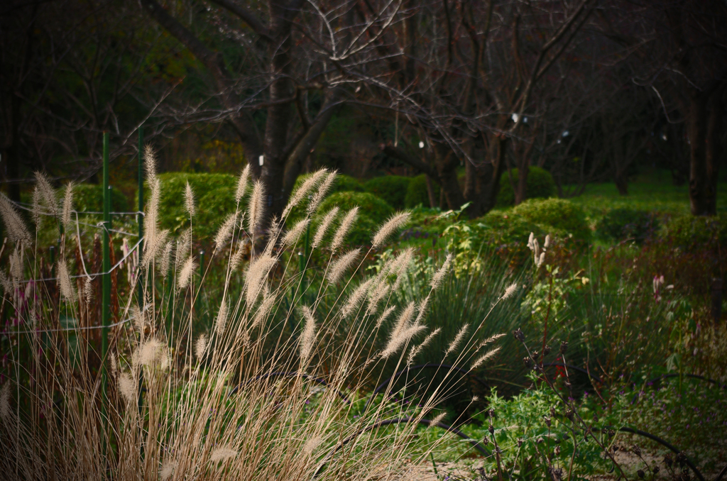京都植物園　2015秋 (11)