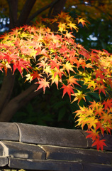 今年最後の紅葉散策　平等院 (6)