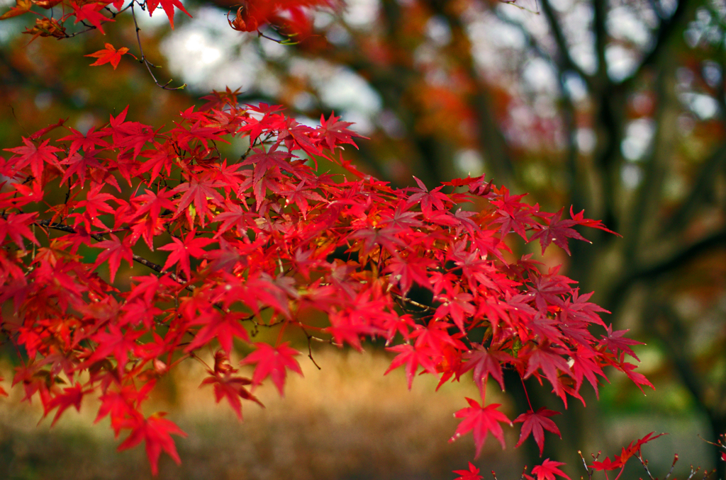 京都植物園　2015秋 (2)