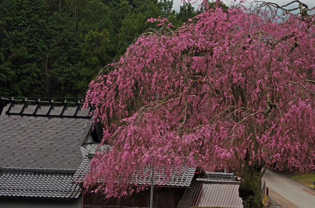 常照皇寺　桜 (2)