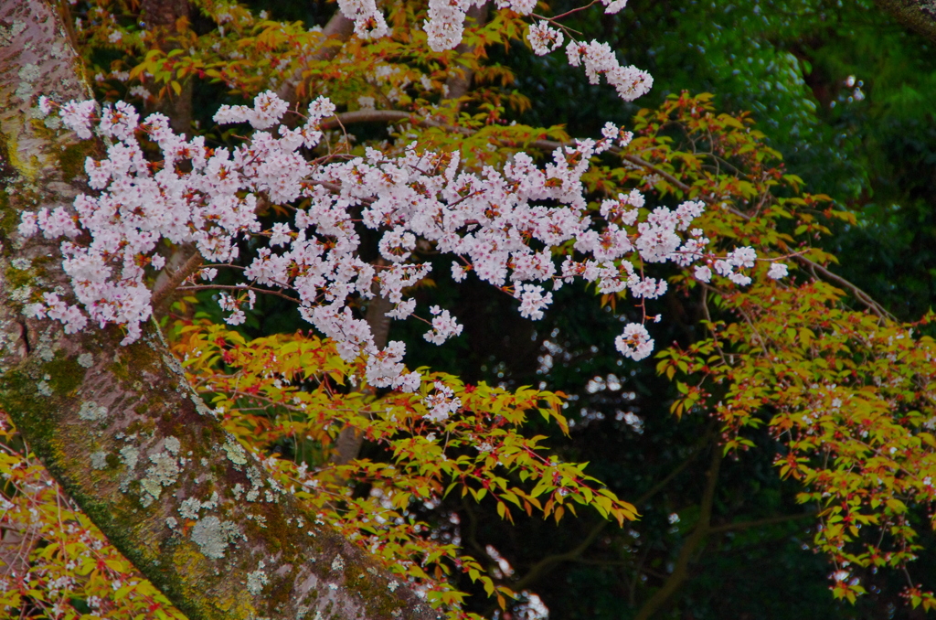 吉野山　さくら (4)