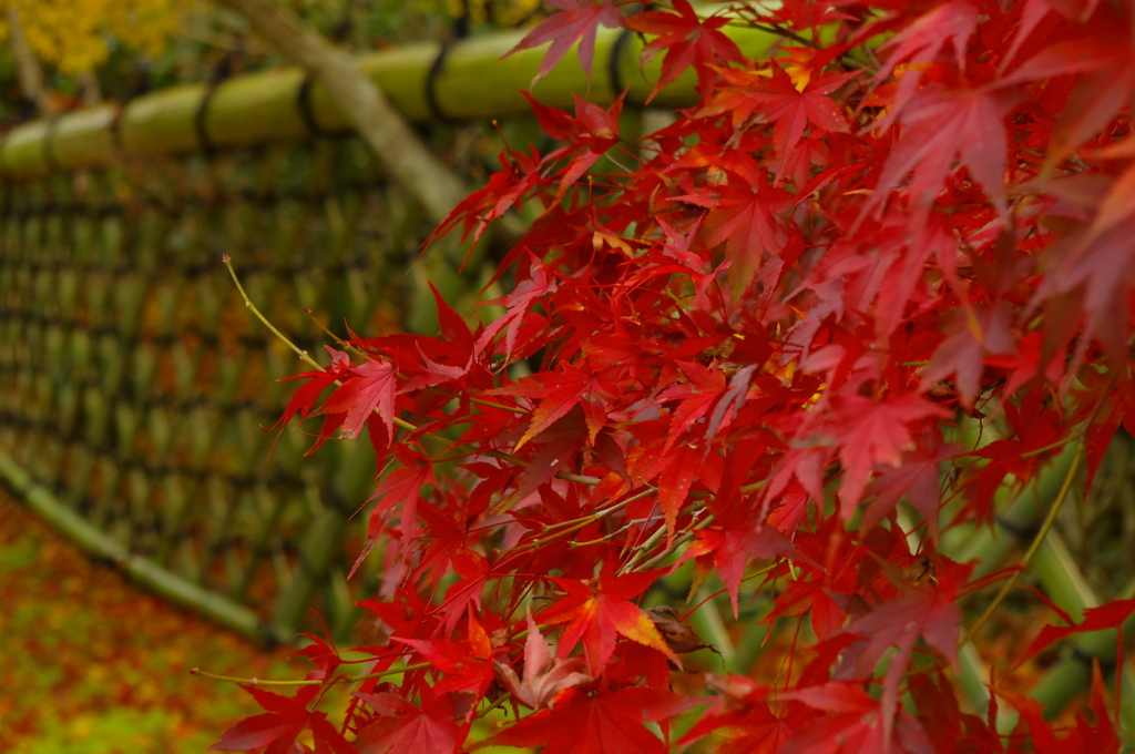 紅葉 (4)