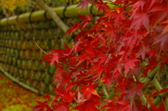 紅葉 (4)