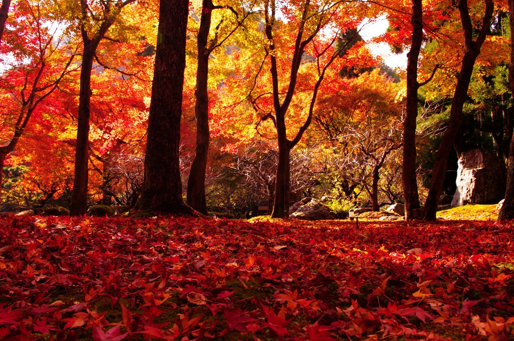 紅葉 (6)