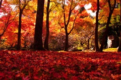 紅葉 (6)