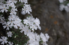 芝桜 (3)