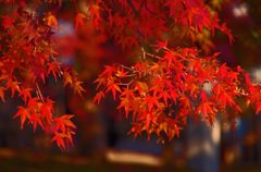 天龍寺　秋