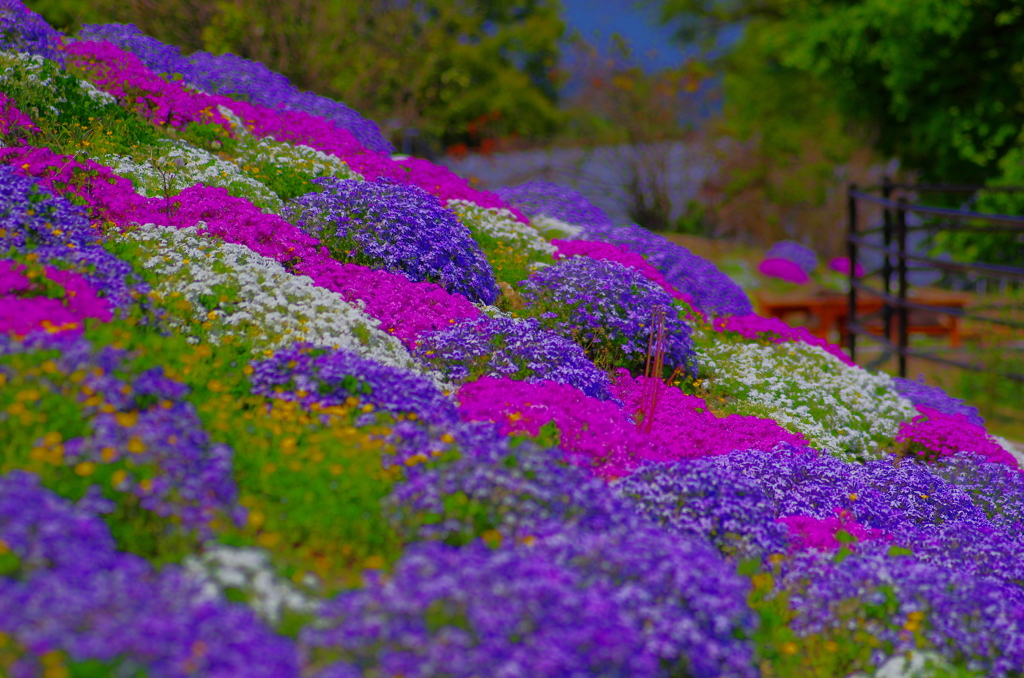 芝桜