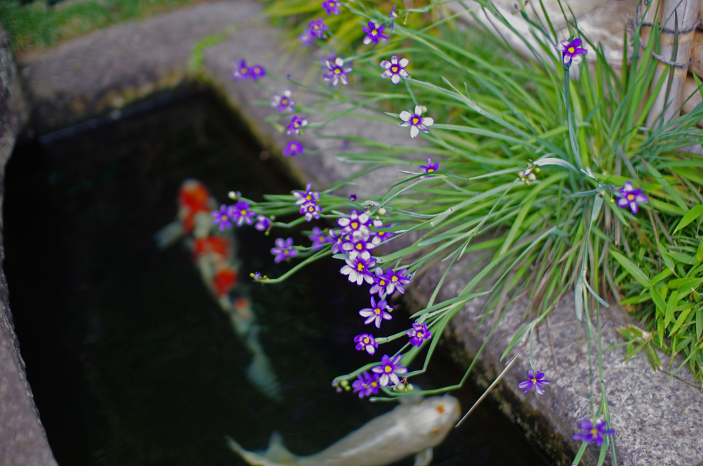 花と鯉