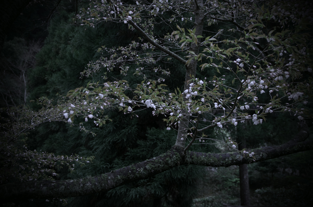 常照皇寺　桜 (1)