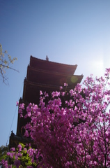 春、真っ盛り。仁和寺 (10)