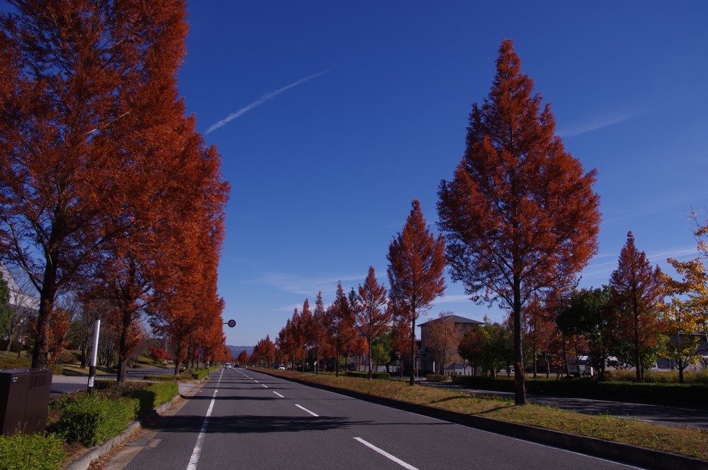 街路樹萌え