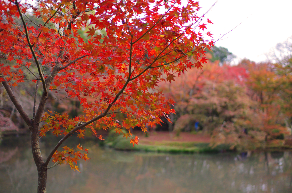 京都植物園　2015秋 (6)