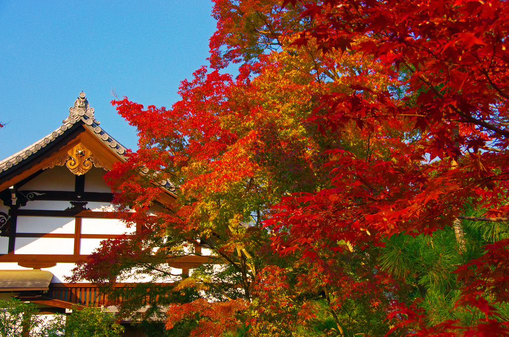 天龍寺　秋　2