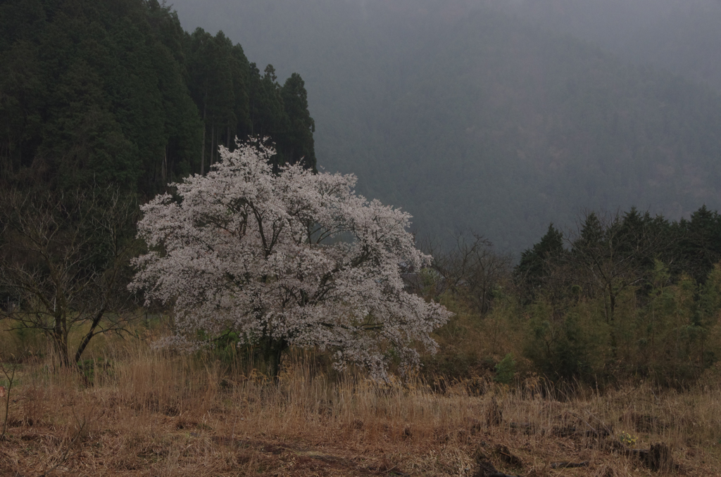 河原に咲く (1)
