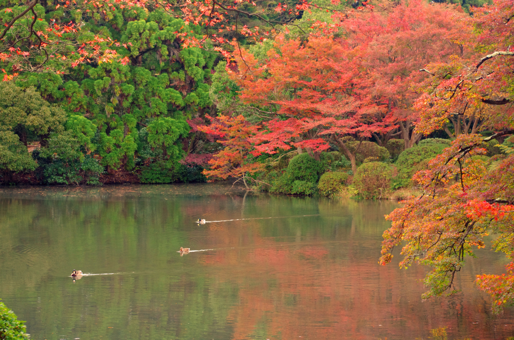 京都植物園　2015秋 (13)