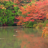京都植物園　2015秋 (13)