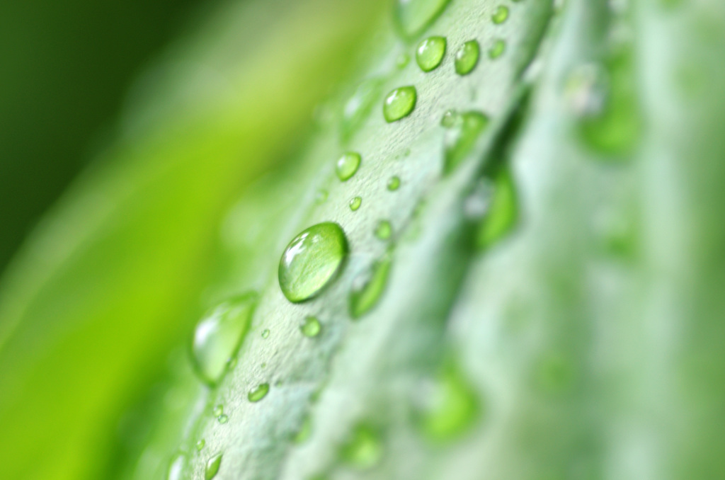 雨降り　自宅前マクロ(花水木)