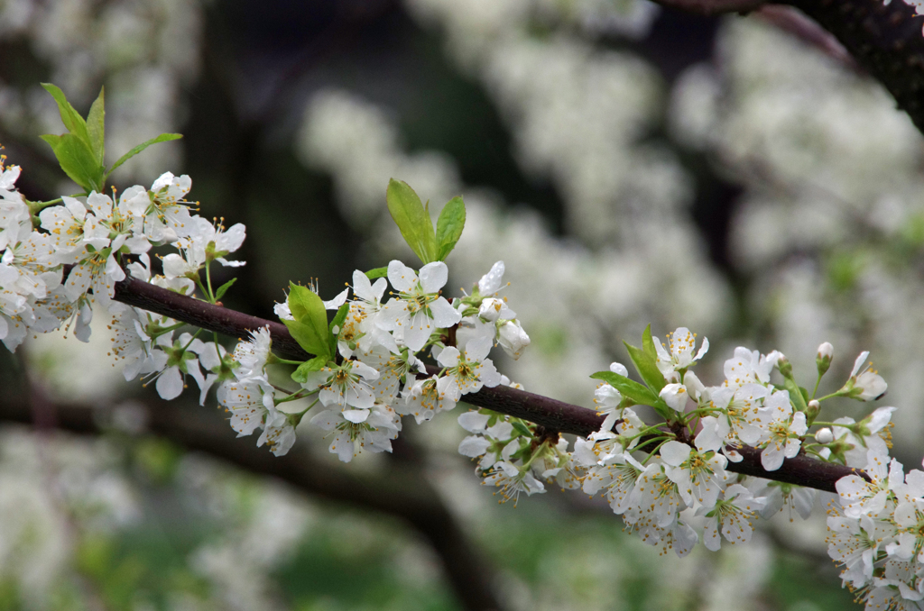 美山、雨桜 (1)