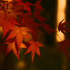 高雄　紅葉（6）
