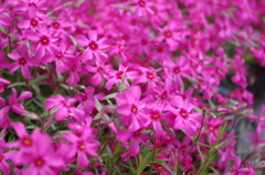 芝桜 (1)