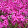 芝桜 (1)