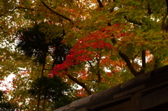 紅葉 (2)